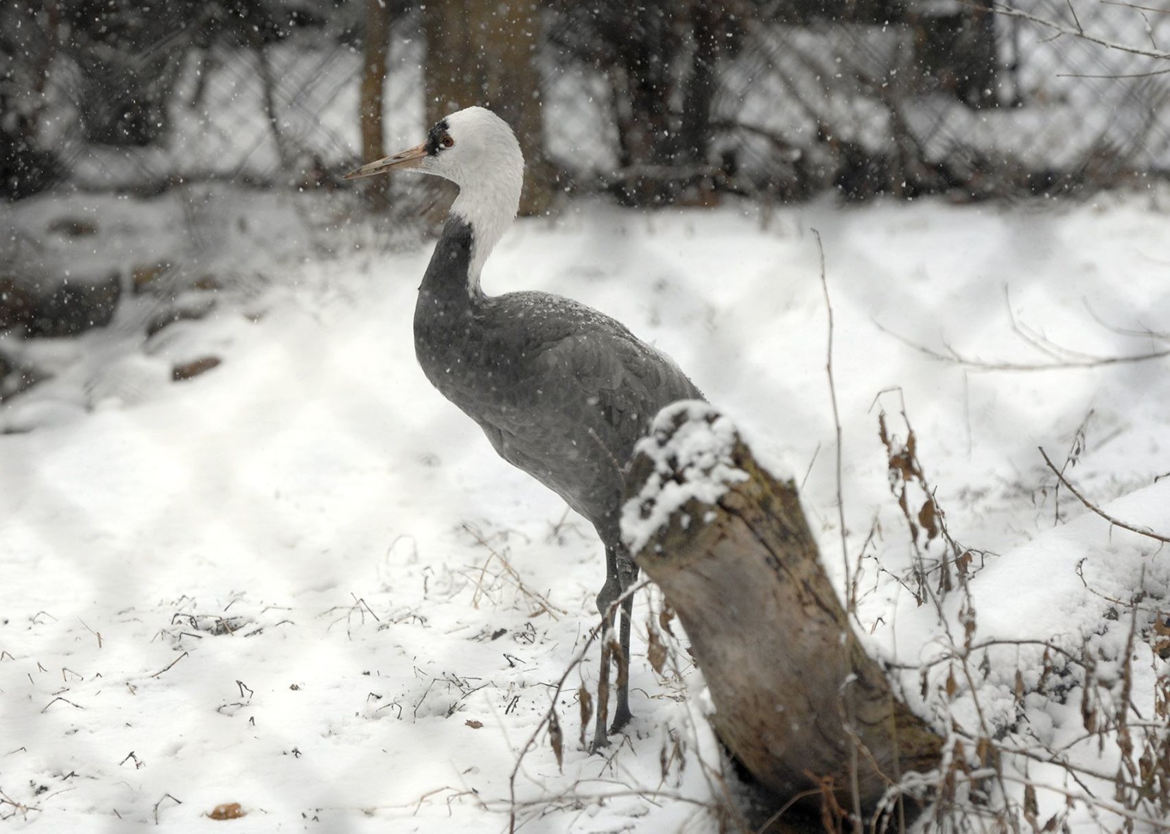 021320-blm-loc-8zoosnow